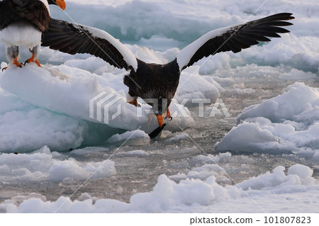 吃在浮冰的偉大的老鷹魚 吃在浮冰的偉大的老鷹魚 101807823
