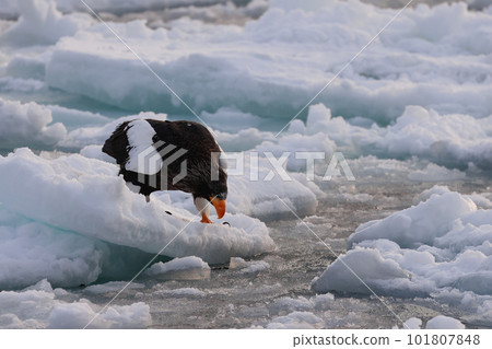 吃在浮冰的偉大的老鷹魚 吃在浮冰的偉大的老鷹魚 101807848