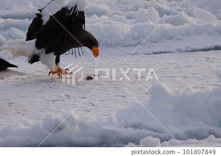 吃在浮冰的偉大的老鷹魚 101807849