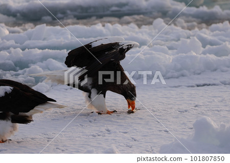 吃在浮冰的偉大的老鷹魚 吃在浮冰的偉大的老鷹魚 101807850