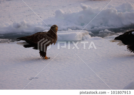 老鷹在流冰上吃魚 101807913