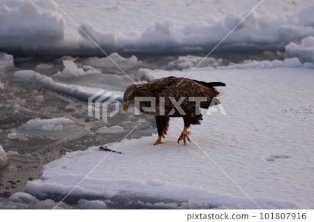 Eagle eating fish on drift ice Eagle eating fish on drift ice 101807916
