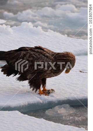 Eagle eating fish on drift ice Eagle eating fish on drift ice 101807964