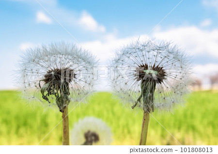 dandelion fluff in the countryside 101808013