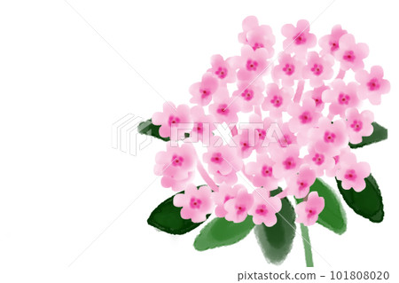 福祿考花卡2 101808020