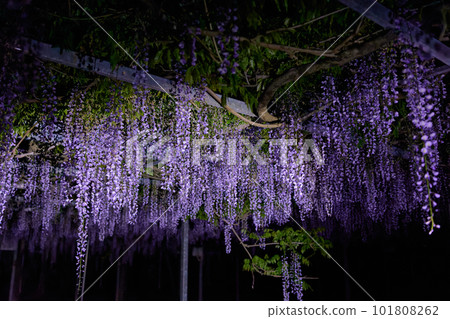 Wisteria trellis night view 101808262