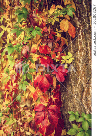 Wild grape red leaves 101808267