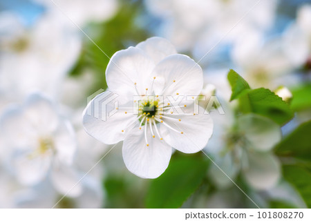 Cherry spring flowers Cherry spring flowers 101808270