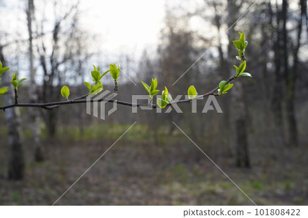 Young green leaves on a tree branch in a spring forest. New small leaves blooming on a branch in early spring. Close-up, selective focus, shallow depth of field, natural blurred background. 101808422