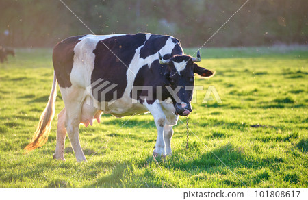 Milk cow grazing on green farm pasture on summer day. Feeding of cattle on farmland grassland 101808617