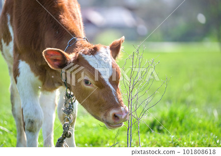 Milk cow grazing on green farm pasture on summer day. Feeding of cattle on farmland grassland 101808618