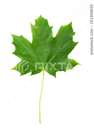 Green maple leaf isolated on white background. 101808656