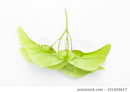 Foliage of maple green lionfishs on a white background. 101808657