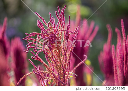 Isolated Indian red and green amaranth plant lit by sun on blurred blooming field and bright green bokeh background. Leaf vegetable, cereal and ornamental plant, source of proteins and amino acids. 101808695