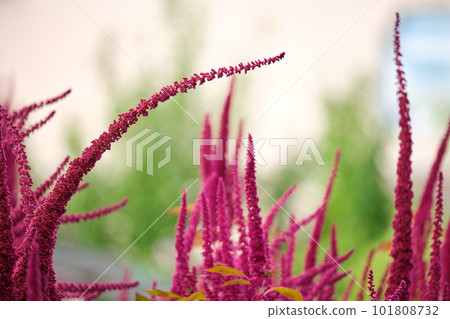 Indian red amaranth plant growing in summer garden. Leaf vegetable, cereal and ornamental plant, source of proteins and amino acids. 101808732