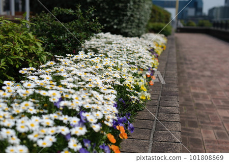 白色洋甘菊和橙色、黃色和紫色紫羅蘭 白色洋甘菊和橙色、黃色和紫色紫羅蘭 101808869