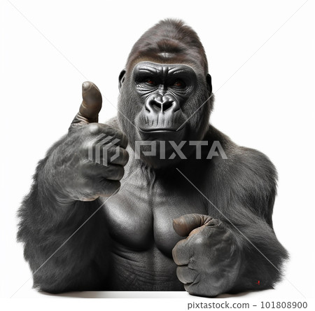 Gorilla thumbs up, everything is fine, everything is ok, everything is correct, I agree, ok. On a white background funny illustration with an animal, 101808900