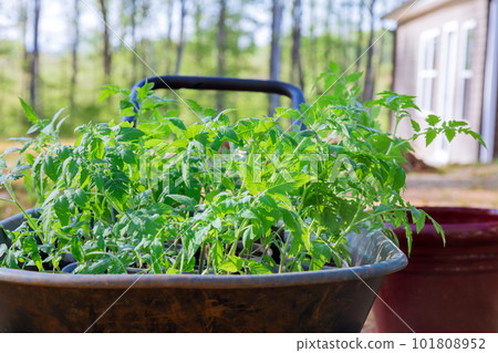 There is seedling of tomato seedling on seedling tray that is ready for transplanting in soil 101808952