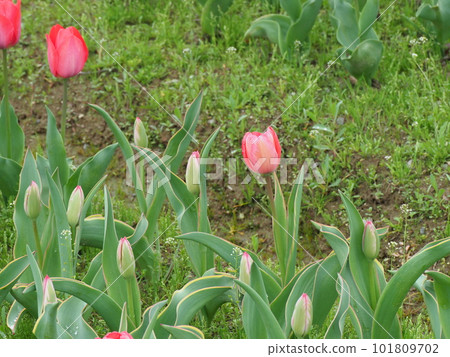 well-kept tulip field 101809702