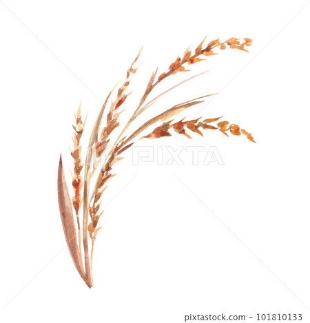 Spikelet. Ryegrass clipart. Watercolor illustration on white background 101810133