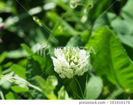 clover flowers bloom clover flowers bloom 101810178