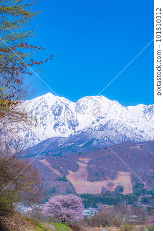 [Spring material] A single cherry tree in the Nodaira area of Shinshu [Nagano Prefecture] 101810312