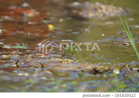 A large frog bullfrog that lives in a park pond A large frog bullfrog that lives in a park pond 101810522