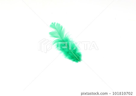白色背景上的綠色羽毛 101810702