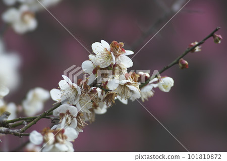 Kitano Tenmangu Shirmemei 101810872