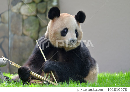 Yoshihama eating bamboo deliciously Yoshihama eating bamboo deliciously 101810978