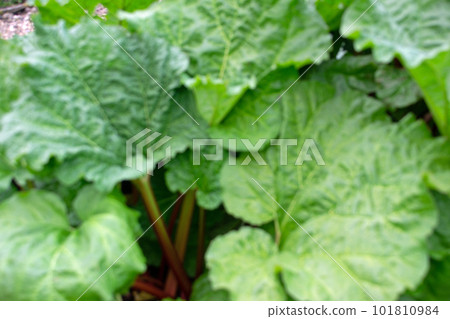 Rhubarb Rhubarb 101810984