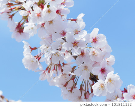 Cherry blossoms in full bloom in the blue sky background Cherry blossoms in full bloom in the blue sky background 101811152