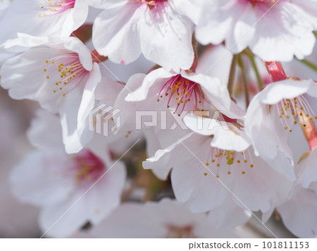 Cherry blossoms in full bloom in the blue sky background Cherry blossoms in full bloom in the blue sky background 101811153