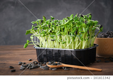 Sunflower seeds sprouts for a healthy diet food. Microgreens. Green growing seedlings. Sunflower seeds sprouts for a healthy diet food. Microgreens. Green growing seedlings. 101811342
