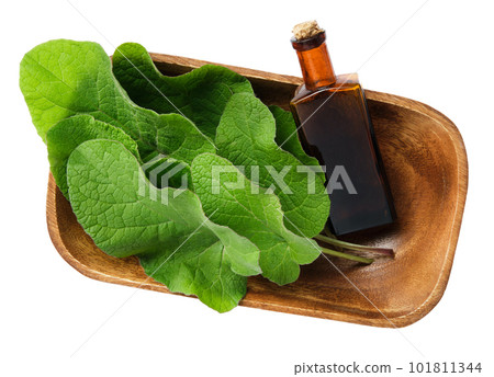 Bottle of Burdock infusion, oil or tincture and leaves in bowl, isolated. Top view. Flat lay. Bottle of Burdock infusion, oil or tincture and leaves in bowl, isolated. Top view. Flat lay. 101811344