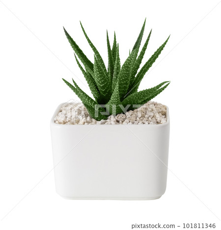Haworthia succulent close up in a white pot. Isolated. 101811346