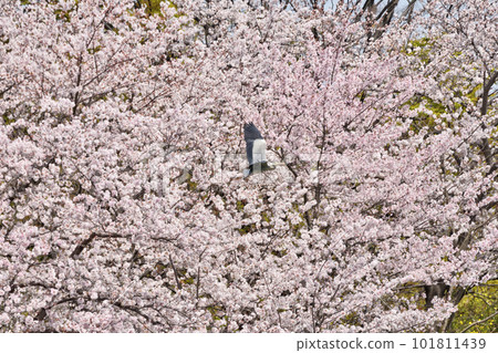 長井植物園的綠鷺和櫻花 長井植物園的綠鷺和櫻花 101811439
