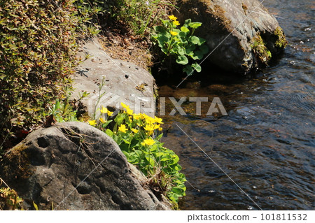 Ryukinka blooming in the stream of Suirakuen on the bank of South Lake 101811532