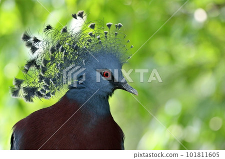 A close-up of the face of a giant pigeon 101811605