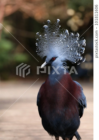 Portrait of a splendid dove with a beautiful crest 101811606