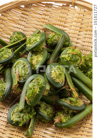 Delicious Kogomi with Spring Wild Vegetables 101811727