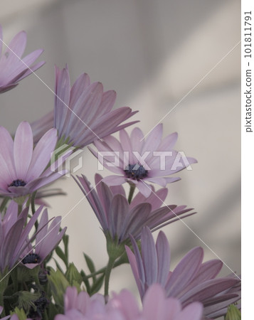 Purple flower 101811791