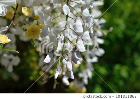 白藤花 白藤花 101811862