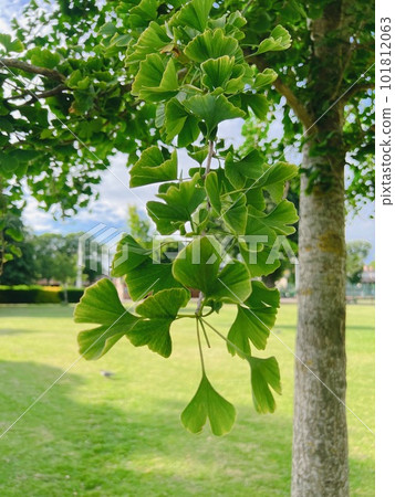 ginkgo tree in ireland 101812063