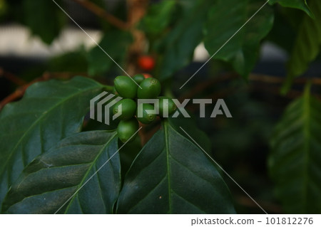 coffee tree blue berries 101812276