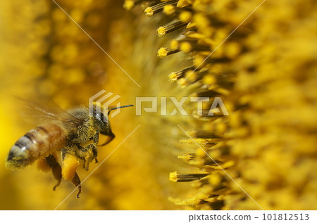 Bees collecting nectar from sunflowers 101812513