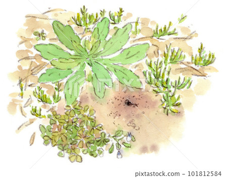 螞蟻巢、馬尾和酢漿草的水彩插圖 101812584