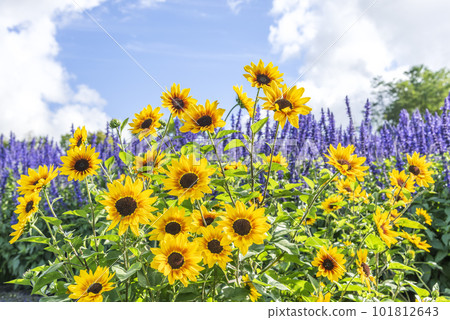 Himawari Takino Suzuran Hillside Park Sapporo 101812643