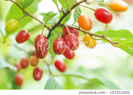 Natsugumi Sapporo City Natsugumi Sapporo City 101812692