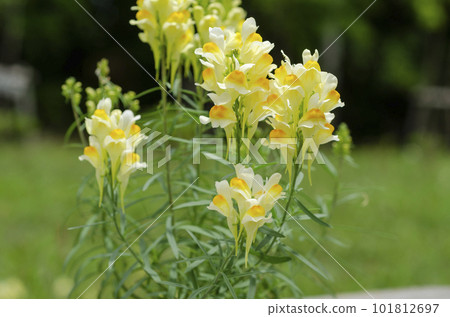 Yellow toadflax Sapporo 101812697